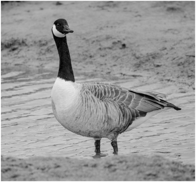 Canada Goose